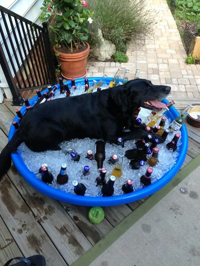 Party Animal