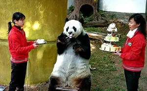 112 Pets Having Better Birthday Parties Than You