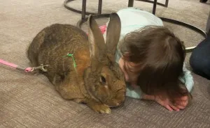 After The Death Of My Mother, I Discovered The Power Of Rabbit Therapy