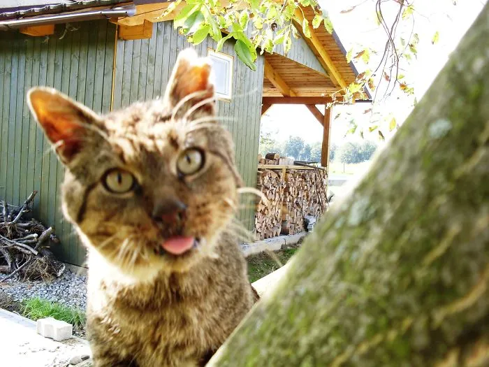 201 Smiling Animals That Will Instantly Make You Smile