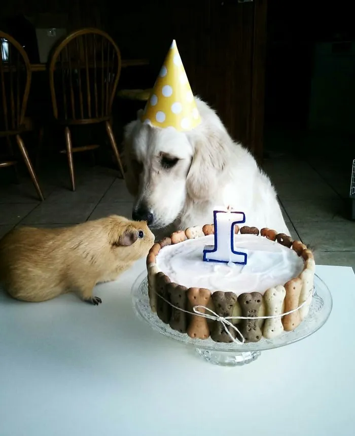 Our Golden Retriever Luna Was Celebraring Her First Birthday With Her Little Friend Vilma ;)