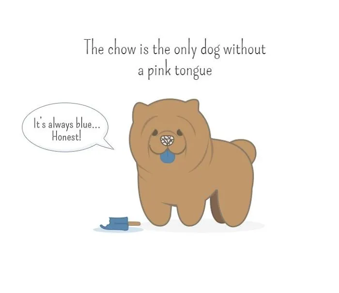 I Created Illustrations About Silly Animal Facts