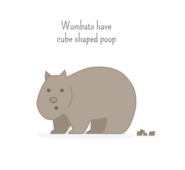 I Created Illustrations About Silly Animal Facts