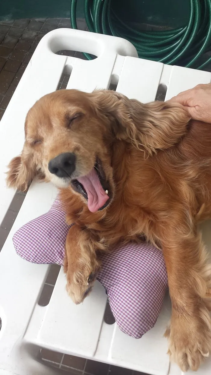 201 Smiling Animals That Will Instantly Make You Smile