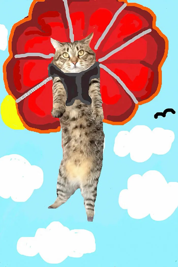 Snapchat + Cats = Snapcats