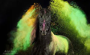 The Most Colourful Photo Shoot With Horses