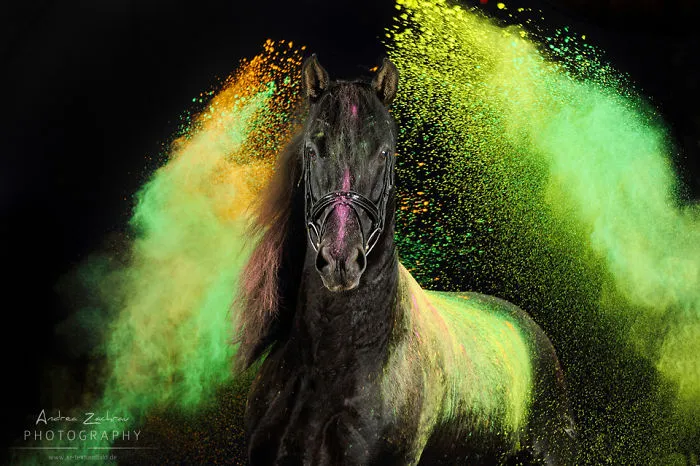 The Most Colourful Photo Shoot With Horses
