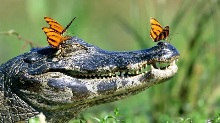 201 Smiling Animals That Will Instantly Make You Smile