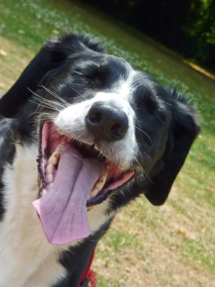 201 Smiling Animals That Will Instantly Make You Smile