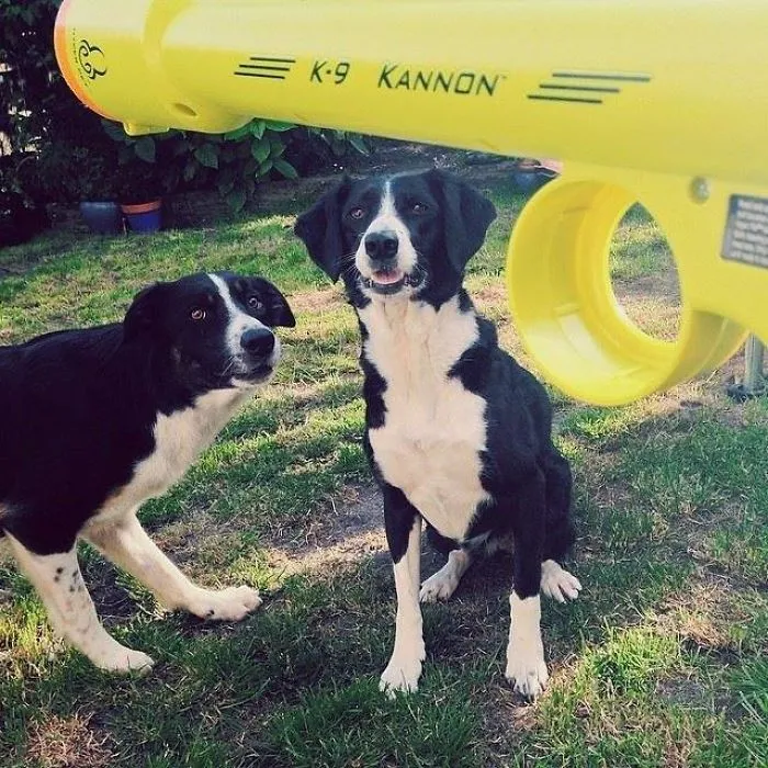 201 Smiling Animals That Will Instantly Make You Smile