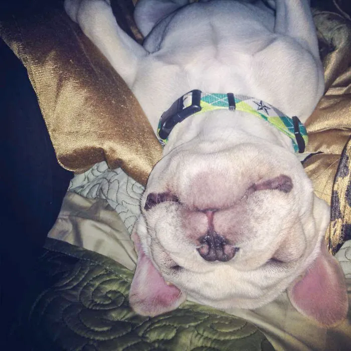 201 Smiling Animals That Will Instantly Make You Smile
