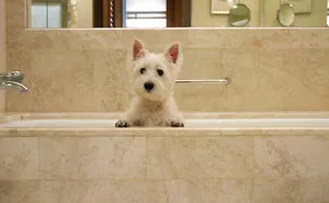 This Pampered Westie's Instagram Photos Are #lifegoals