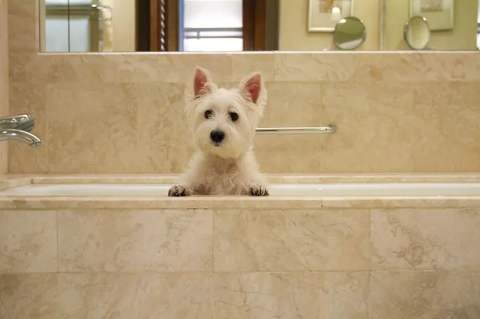 This Pampered Westie's Instagram Photos Are #lifegoals