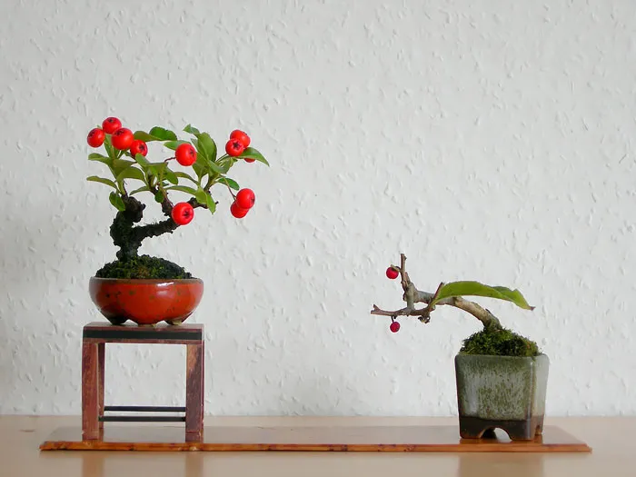 Pyracantha
