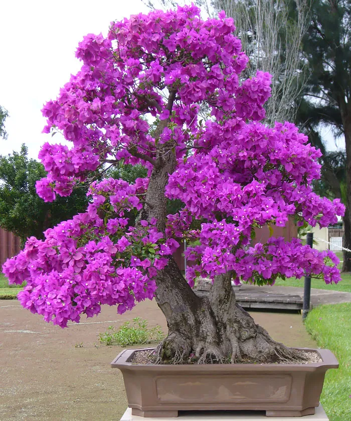 Bougainvillea