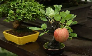 40 Of The Most Beautiful Bonsai Trees Ever