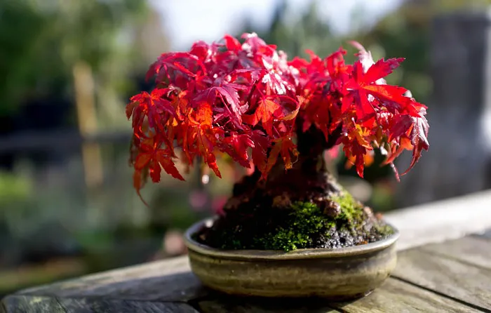 Japanese Maple