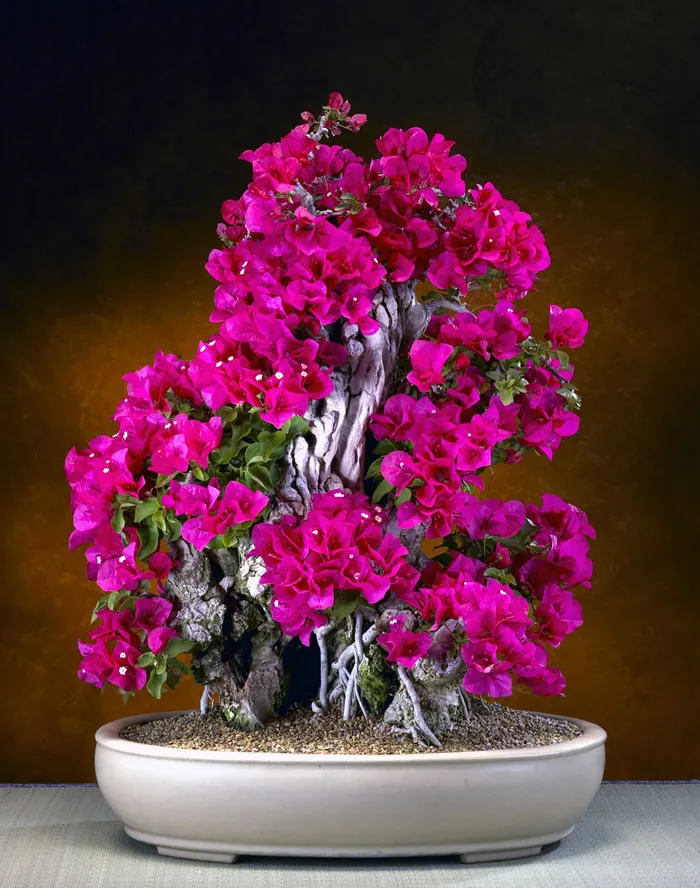 Bougainvillea