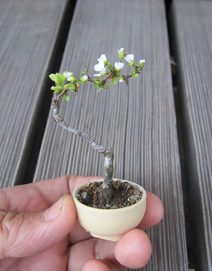 Apple Tree