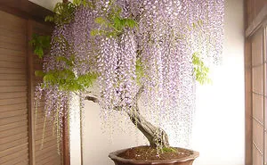 40 Of The Most Beautiful Bonsai Trees Ever