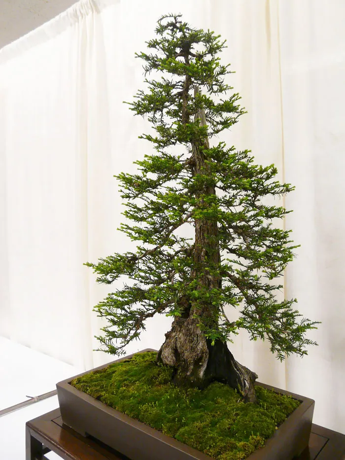 Redwood