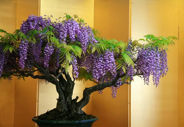 Wisteria Bonsai