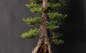 40 Of The Most Beautiful Bonsai Trees Ever
