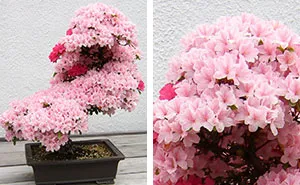 40 Of The Most Beautiful Bonsai Trees Ever