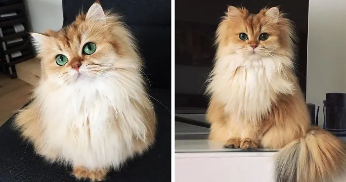 Meet Smoothie, The World's Most Photogenic Cat
