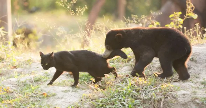 The Bear Cub Who Wasn't Supposed To Be Born Finds A Friend In A Cat