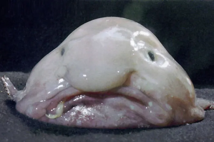 10+ Weird Animals That Are Real