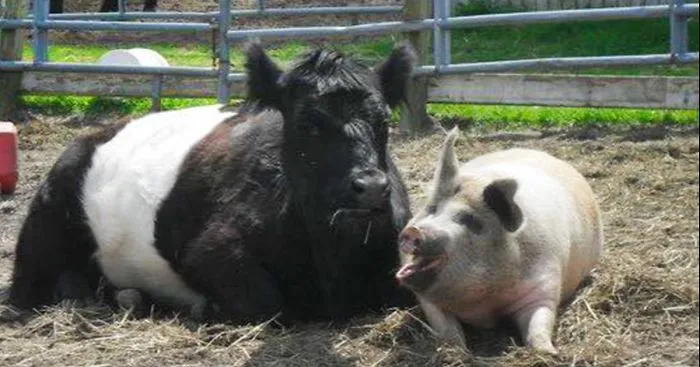 Blind Cow Relied On Her Friend Seeing Eye Pig For 8 Years