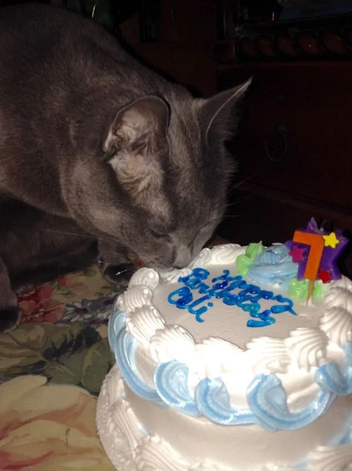 My Grandson Caligula's 7th Birthday