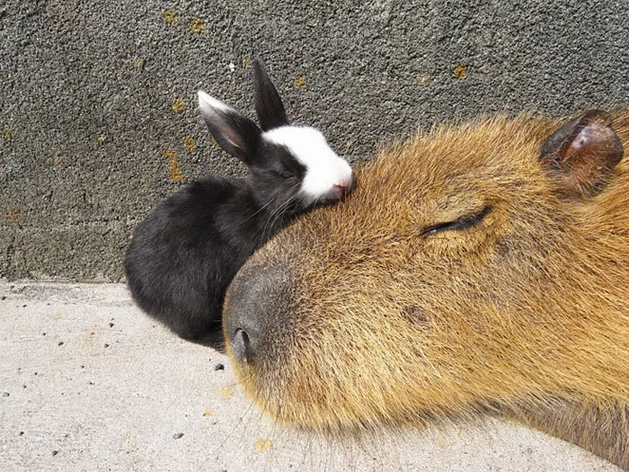 Are Capybaras Friendly? 38 Cute Photos Of Unlikely Friendships