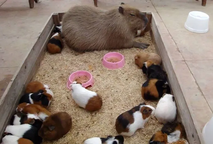 Are Capybaras Friendly? 38 Cute Photos Of Unlikely Friendships