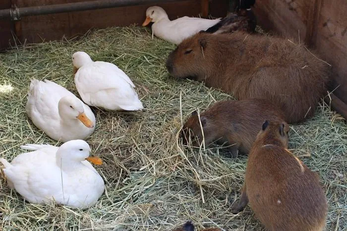 Capybaras lounging with ducks on hay, showcasing their friendly nature and unlikely friendships.