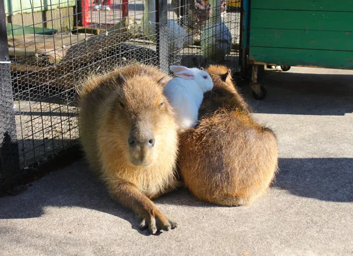 Friendly capybaras cuddling with a white rabbit on a sunny day, showcasing unlikely animal friendships.