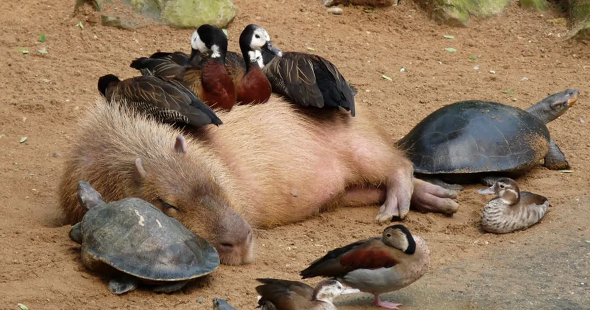 Are Capybaras Friendly? 38 Cute Photos Of Unlikely Friendships