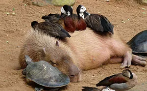 Are Capybaras Friendly? 38 Cute Photos Of Unlikely Friendships