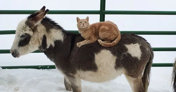 Cat Rides Farm Animals To Show Who's The Boss