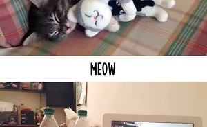 Then vs Meow: How Technology Has Changed Cats' Lives (15 Pics)