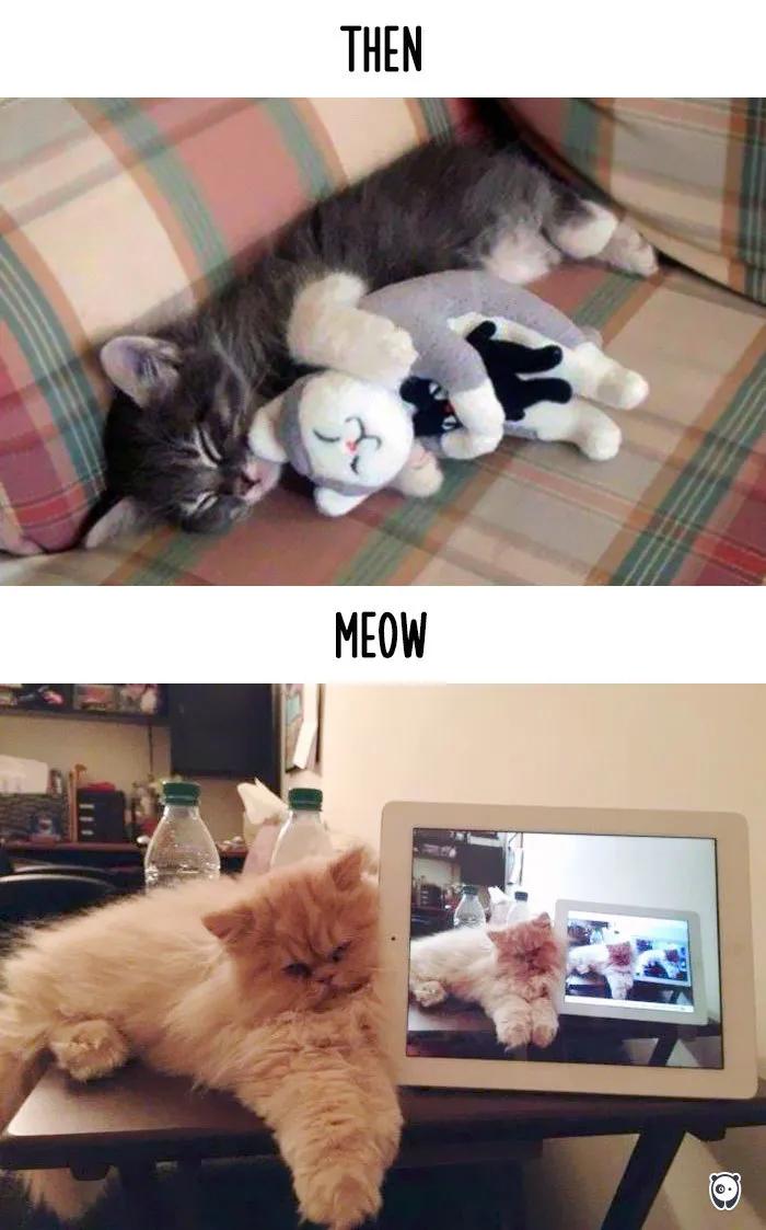 Catception
