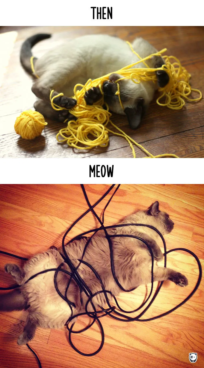 Getting Tangled