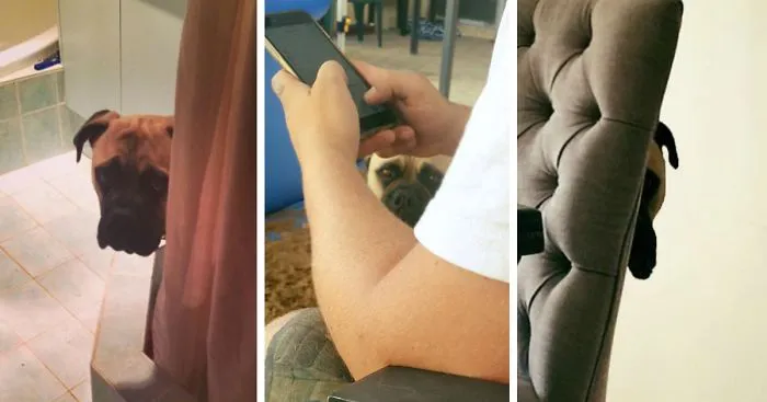 Overly-Attached Dog Stalks His Owner ALL THE TIME
