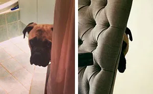 Overly-Attached Dog Stalks His Owner ALL THE TIME