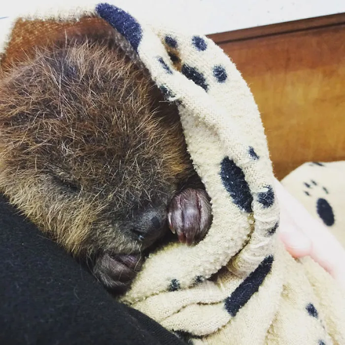 Snuggles