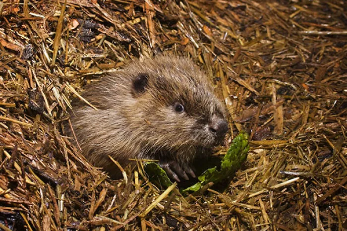 One Of The Newborn Kits