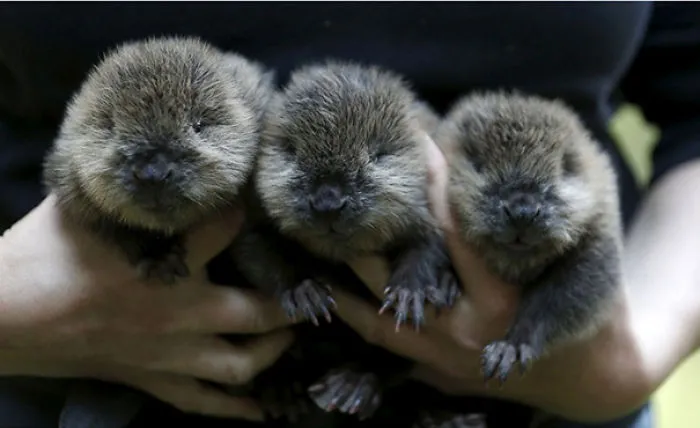 Meet 3 Adorable Baby Beavers