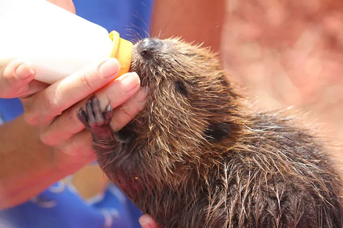 Justin The Baby Beaver