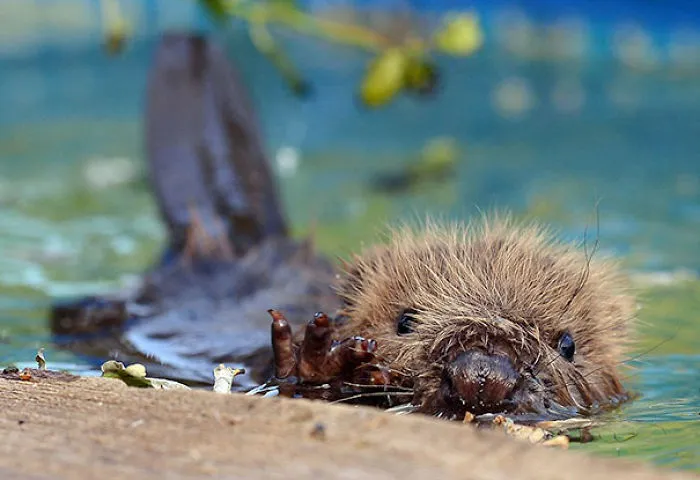 Three-Month-Old Beaver Momo